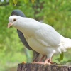 Chim bồ câu pháp làm sạch - loại 1 - nuôi tiêu chuẩn VietGAP